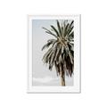 Picture of Canary Palm _GroupedProduct_Rectangle_Portrait_Photography _GroupedProduct_Rectangle_Portrait_Framed_Matted_