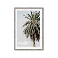 Picture of Canary Palm _GroupedProduct_Rectangle_Portrait_Photography _GroupedProduct_Rectangle_Portrait_Framed_Matted_