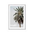 Picture of Canary Palm _GroupedProduct_Rectangle_Portrait_Photography _GroupedProduct_Rectangle_Portrait_Framed_Matted_