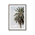 Picture of Canary Palm _GroupedProduct_Rectangle_Portrait_Photography _GroupedProduct_Rectangle_Portrait_Framed_Matted_