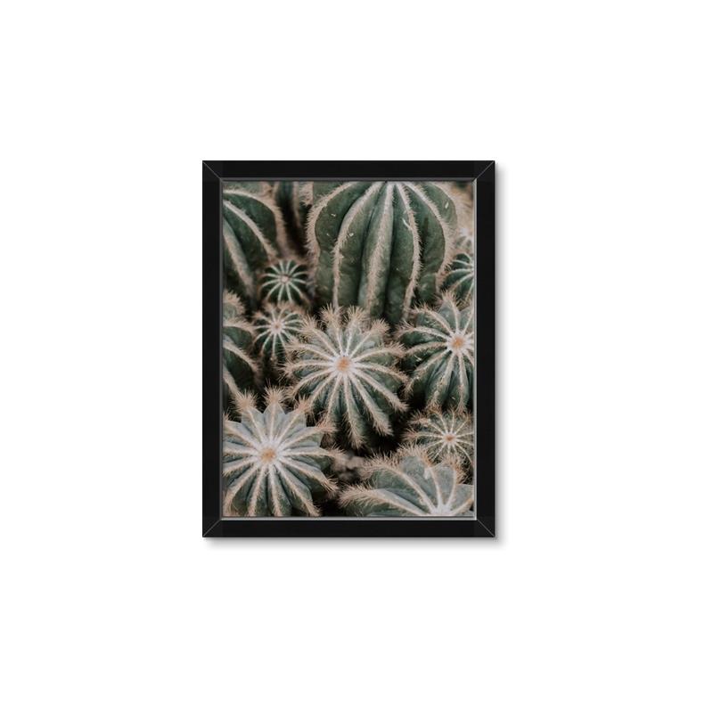 Picture of Cactus Zone _GroupedProduct_Rectangle_Portrait_Photography _GroupedProduct_Rectangle_Portrait_Framed_Matted_