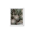 Picture of Cactus Zone _GroupedProduct_Rectangle_Portrait_Photography _GroupedProduct_Rectangle_Portrait_Framed_Matted_