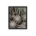 Picture of Cactus Zone _GroupedProduct_Rectangle_Portrait_Photography _GroupedProduct_Rectangle_Portrait_Framed_Matted_
