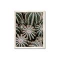 Picture of Cactus Zone _GroupedProduct_Rectangle_Portrait_Photography _GroupedProduct_Rectangle_Portrait_Framed_Matted_