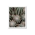 Picture of Cactus Zone _GroupedProduct_Rectangle_Portrait_Photography _GroupedProduct_Rectangle_Portrait_Framed_Matted_