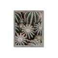 Picture of Cactus Zone _GroupedProduct_Rectangle_Portrait_Photography _GroupedProduct_Rectangle_Portrait_Framed_Matted_