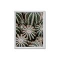 Picture of Cactus Zone _GroupedProduct_Rectangle_Portrait_Photography _GroupedProduct_Rectangle_Portrait_Framed_Matted_
