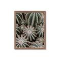 Picture of Cactus Zone _GroupedProduct_Rectangle_Portrait_Photography _GroupedProduct_Rectangle_Portrait_Framed_Matted_