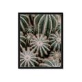 Picture of Cactus Zone _GroupedProduct_Rectangle_Portrait_Photography _GroupedProduct_Rectangle_Portrait_Framed_Matted_