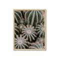 Picture of Cactus Zone _GroupedProduct_Rectangle_Portrait_Photography _GroupedProduct_Rectangle_Portrait_Framed_Matted_