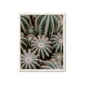 Picture of Cactus Zone _GroupedProduct_Rectangle_Portrait_Photography _GroupedProduct_Rectangle_Portrait_Framed_Matted_