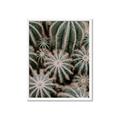 Picture of Cactus Zone _GroupedProduct_Rectangle_Portrait_Photography _GroupedProduct_Rectangle_Portrait_Framed_Matted_