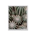 Picture of Cactus Zone _GroupedProduct_Rectangle_Portrait_Photography _GroupedProduct_Rectangle_Portrait_Framed_Matted_