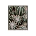 Picture of Cactus Zone _GroupedProduct_Rectangle_Portrait_Photography _GroupedProduct_Rectangle_Portrait_Framed_Matted_
