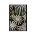 Picture of Cactus Zone _GroupedProduct_Rectangle_Portrait_Photography _GroupedProduct_Rectangle_Portrait_Framed_Matted_
