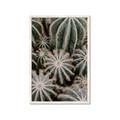 Picture of Cactus Zone _GroupedProduct_Rectangle_Portrait_Photography _GroupedProduct_Rectangle_Portrait_Framed_Matted_