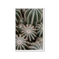 Picture of Cactus Zone _GroupedProduct_Rectangle_Portrait_Photography _GroupedProduct_Rectangle_Portrait_Framed_Matted_
