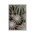 Picture of Cactus Zone _GroupedProduct_Rectangle_Portrait_Photography _GroupedProduct_Rectangle_Portrait_Framed_Matted_