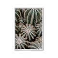 Picture of Cactus Zone _GroupedProduct_Rectangle_Portrait_Photography _GroupedProduct_Rectangle_Portrait_Framed_Matted_