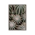Picture of Cactus Zone _GroupedProduct_Rectangle_Portrait_Photography _GroupedProduct_Rectangle_Portrait_Framed_Matted_