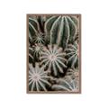 Picture of Cactus Zone _GroupedProduct_Rectangle_Portrait_Photography _GroupedProduct_Rectangle_Portrait_Framed_Matted_