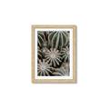 Picture of Cactus Zone _GroupedProduct_Rectangle_Portrait_Photography _GroupedProduct_Rectangle_Portrait_Framed_Matted_