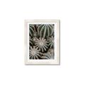 Picture of Cactus Zone _GroupedProduct_Rectangle_Portrait_Photography _GroupedProduct_Rectangle_Portrait_Framed_Matted_