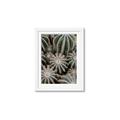 Picture of Cactus Zone _GroupedProduct_Rectangle_Portrait_Photography _GroupedProduct_Rectangle_Portrait_Framed_Matted_