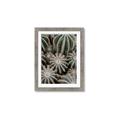 Picture of Cactus Zone _GroupedProduct_Rectangle_Portrait_Photography _GroupedProduct_Rectangle_Portrait_Framed_Matted_