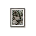 Picture of Cactus Zone _GroupedProduct_Rectangle_Portrait_Photography _GroupedProduct_Rectangle_Portrait_Framed_Matted_