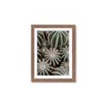 Picture of Cactus Zone _GroupedProduct_Rectangle_Portrait_Photography _GroupedProduct_Rectangle_Portrait_Framed_Matted_