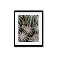 Picture of Cactus Zone _GroupedProduct_Rectangle_Portrait_Photography _GroupedProduct_Rectangle_Portrait_Framed_Matted_