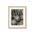 Picture of Cactus Zone _GroupedProduct_Rectangle_Portrait_Photography _GroupedProduct_Rectangle_Portrait_Framed_Matted_