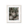 Picture of Cactus Zone _GroupedProduct_Rectangle_Portrait_Photography _GroupedProduct_Rectangle_Portrait_Framed_Matted_