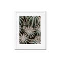 Picture of Cactus Zone _GroupedProduct_Rectangle_Portrait_Photography _GroupedProduct_Rectangle_Portrait_Framed_Matted_