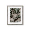 Picture of Cactus Zone _GroupedProduct_Rectangle_Portrait_Photography _GroupedProduct_Rectangle_Portrait_Framed_Matted_
