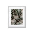 Picture of Cactus Zone _GroupedProduct_Rectangle_Portrait_Photography _GroupedProduct_Rectangle_Portrait_Framed_Matted_
