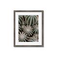 Picture of Cactus Zone _GroupedProduct_Rectangle_Portrait_Photography _GroupedProduct_Rectangle_Portrait_Framed_Matted_