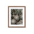 Picture of Cactus Zone _GroupedProduct_Rectangle_Portrait_Photography _GroupedProduct_Rectangle_Portrait_Framed_Matted_