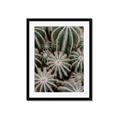 Picture of Cactus Zone _GroupedProduct_Rectangle_Portrait_Photography _GroupedProduct_Rectangle_Portrait_Framed_Matted_