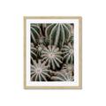 Picture of Cactus Zone _GroupedProduct_Rectangle_Portrait_Photography _GroupedProduct_Rectangle_Portrait_Framed_Matted_