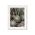 Picture of Cactus Zone _GroupedProduct_Rectangle_Portrait_Photography _GroupedProduct_Rectangle_Portrait_Framed_Matted_