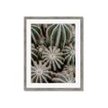 Picture of Cactus Zone _GroupedProduct_Rectangle_Portrait_Photography _GroupedProduct_Rectangle_Portrait_Framed_Matted_