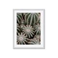 Picture of Cactus Zone _GroupedProduct_Rectangle_Portrait_Photography _GroupedProduct_Rectangle_Portrait_Framed_Matted_
