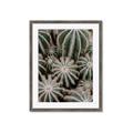 Picture of Cactus Zone _GroupedProduct_Rectangle_Portrait_Photography _GroupedProduct_Rectangle_Portrait_Framed_Matted_