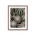 Picture of Cactus Zone _GroupedProduct_Rectangle_Portrait_Photography _GroupedProduct_Rectangle_Portrait_Framed_Matted_