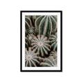 Picture of Cactus Zone _GroupedProduct_Rectangle_Portrait_Photography _GroupedProduct_Rectangle_Portrait_Framed_Matted_