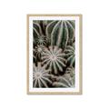Picture of Cactus Zone _GroupedProduct_Rectangle_Portrait_Photography _GroupedProduct_Rectangle_Portrait_Framed_Matted_