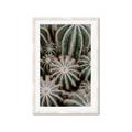 Picture of Cactus Zone _GroupedProduct_Rectangle_Portrait_Photography _GroupedProduct_Rectangle_Portrait_Framed_Matted_