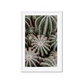 Picture of Cactus Zone _GroupedProduct_Rectangle_Portrait_Photography _GroupedProduct_Rectangle_Portrait_Framed_Matted_